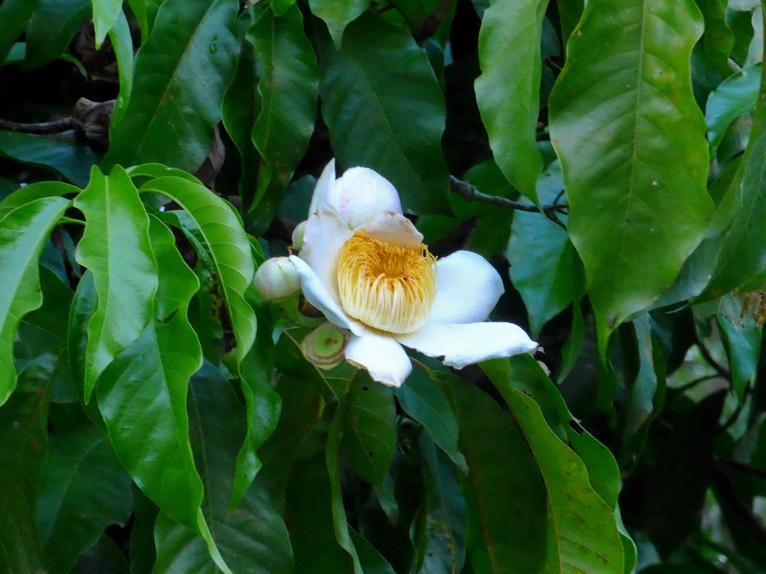 White-yelow flower in Shiripuno